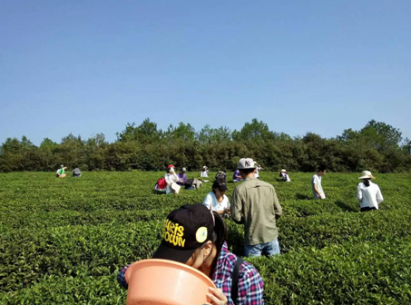 14级本科茶学专业同学茶树保护实习